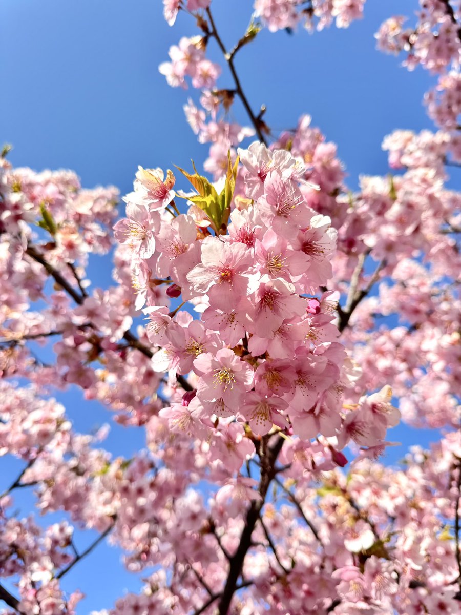 mini32magic's tweet photo. ちなみに桜咲いてました！びっくりした！！とっても綺麗だった🌸🌸🌸 https://t.co/f1stwsXBKW