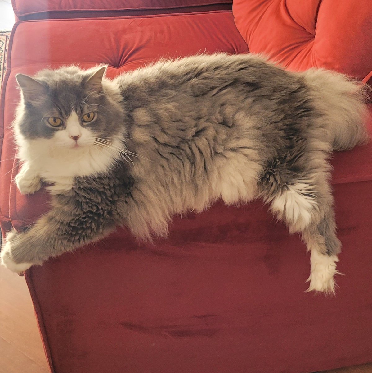 Blehhu :3 tweet media