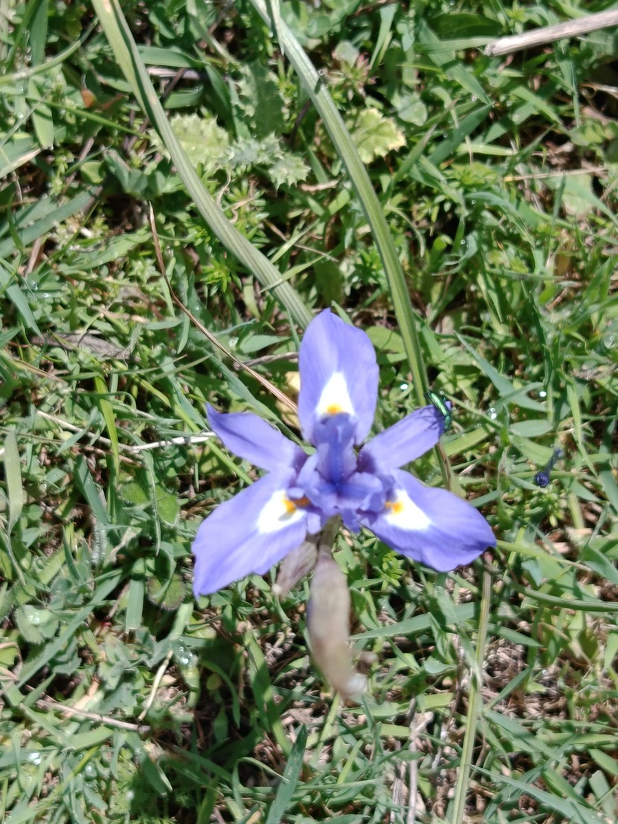 Gran entrada de la primavera en la Dehesa de Tablada, que nos ha recibido a los paseantes con una increíble explosión de lirios. Seguiremos informando!!!