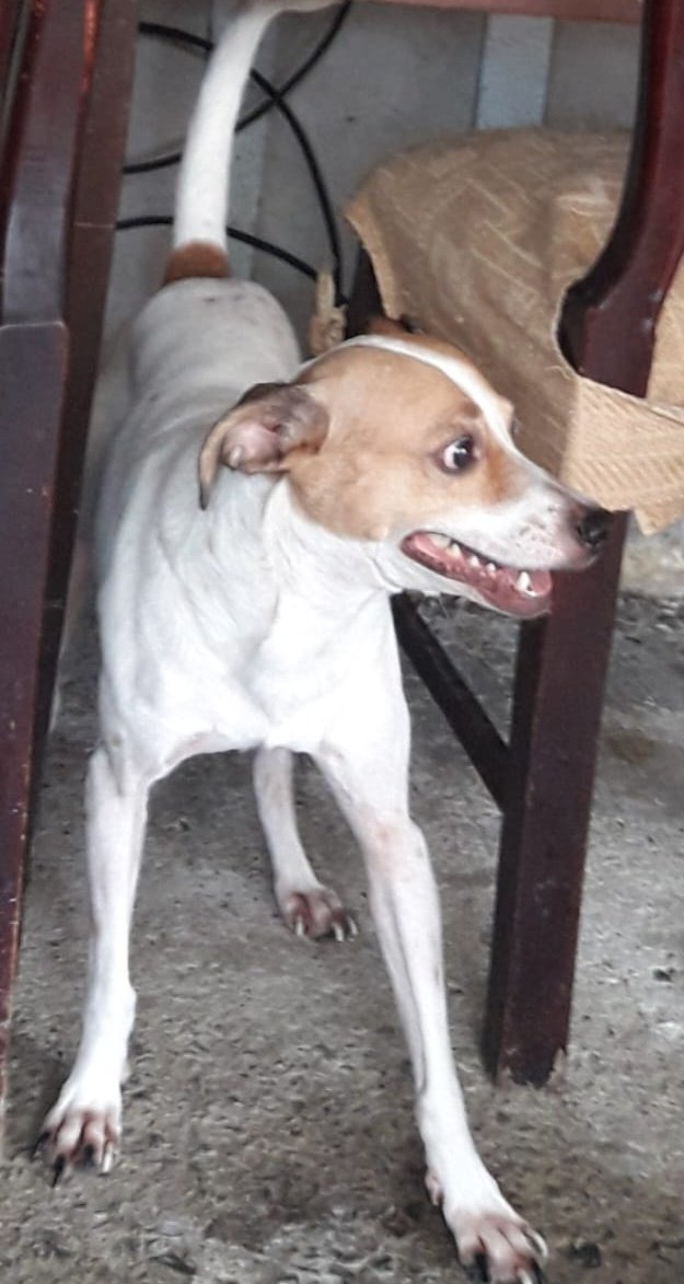 Alerta me perdi tweet media