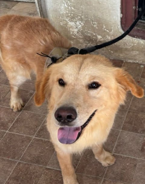 Alerta me perdi tweet media