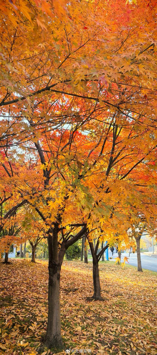 Ilaria Dentini tweet media