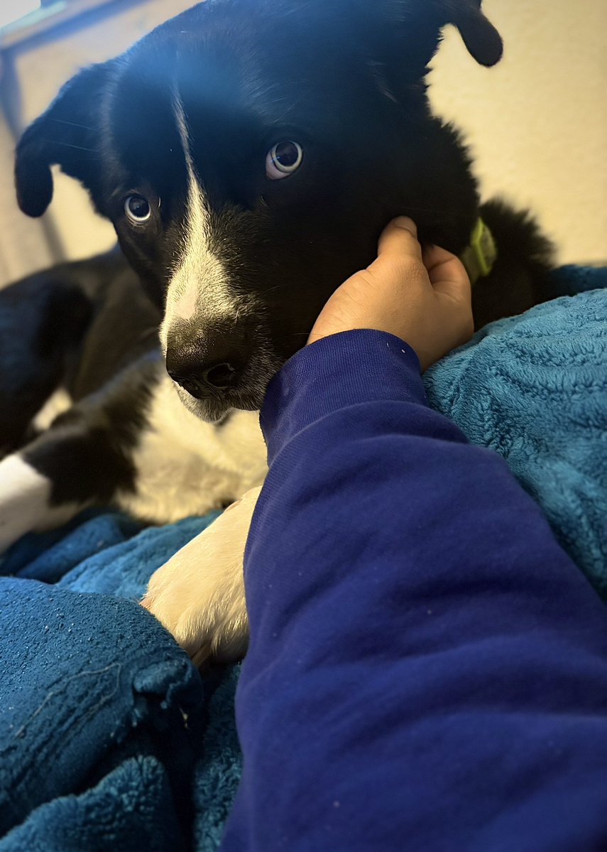 BlackJackCalls tweet media