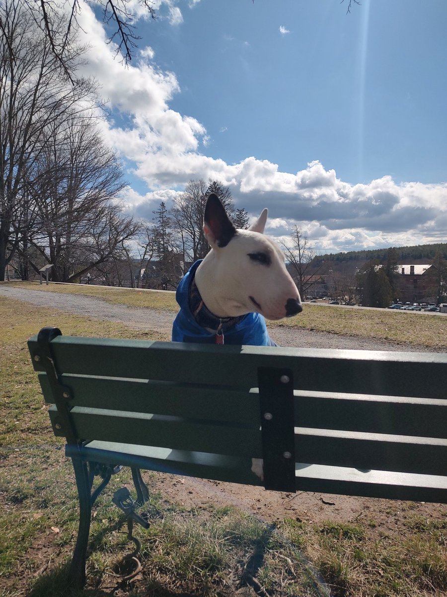 Spike The Rescue Pup & Rex The TV Terrier ®🌈🐾 tweet media