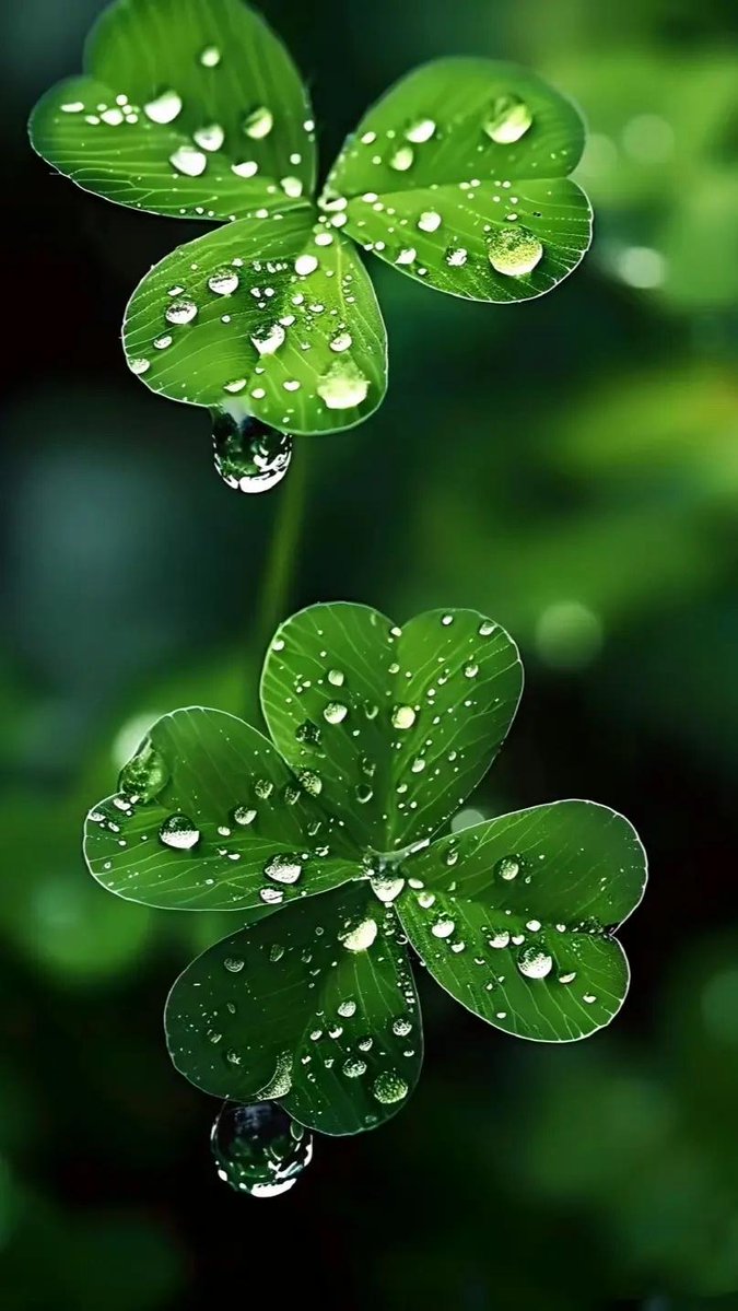 Sheneen bonselaar tweet media