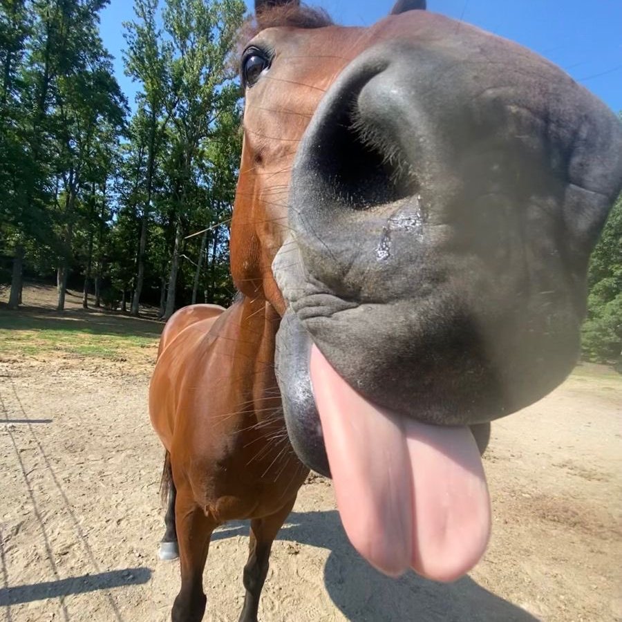 Chess.com tweet media