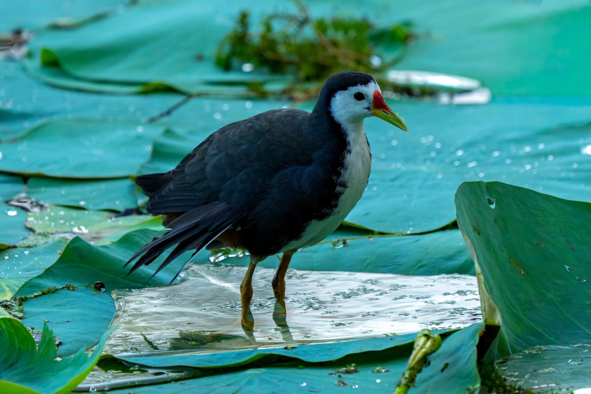 Aniket 🏳️🌈🏳️⚧️(he/him) tweet media