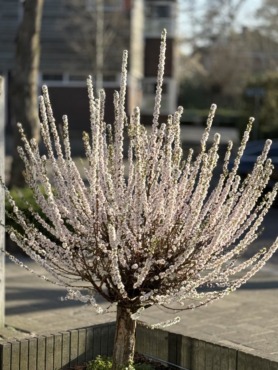 Roger van der Kraan tweet media