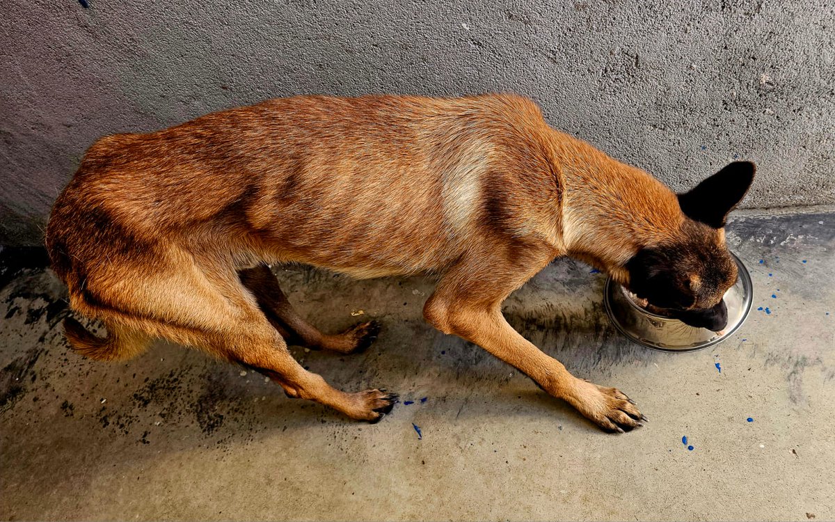 FaunaenCasa's tweet photo. Mel 🐕 #PastoBelgaMalinois de 3 años que fue sacado de una perrera donde estaba muriéndose. Estaba en los huesos y dio positivo a leishmania. En @AXLAMADRID le han tratado y cuidado y necesitan urgentemente una familia para que recupere la alegría +info en https://t.co/Qf0XdLDzxB https://t.co/DpyIIen2fR