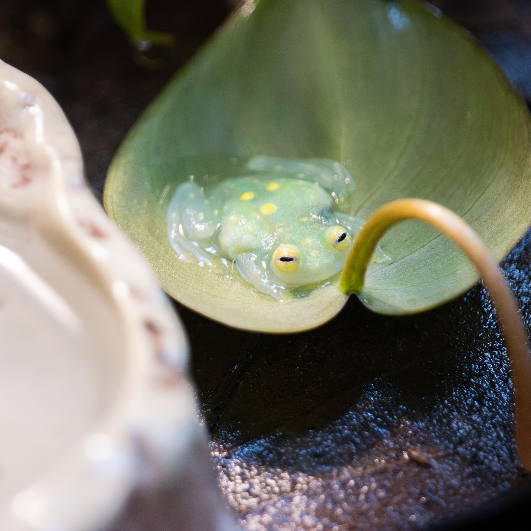 Philly Zoo tweet media