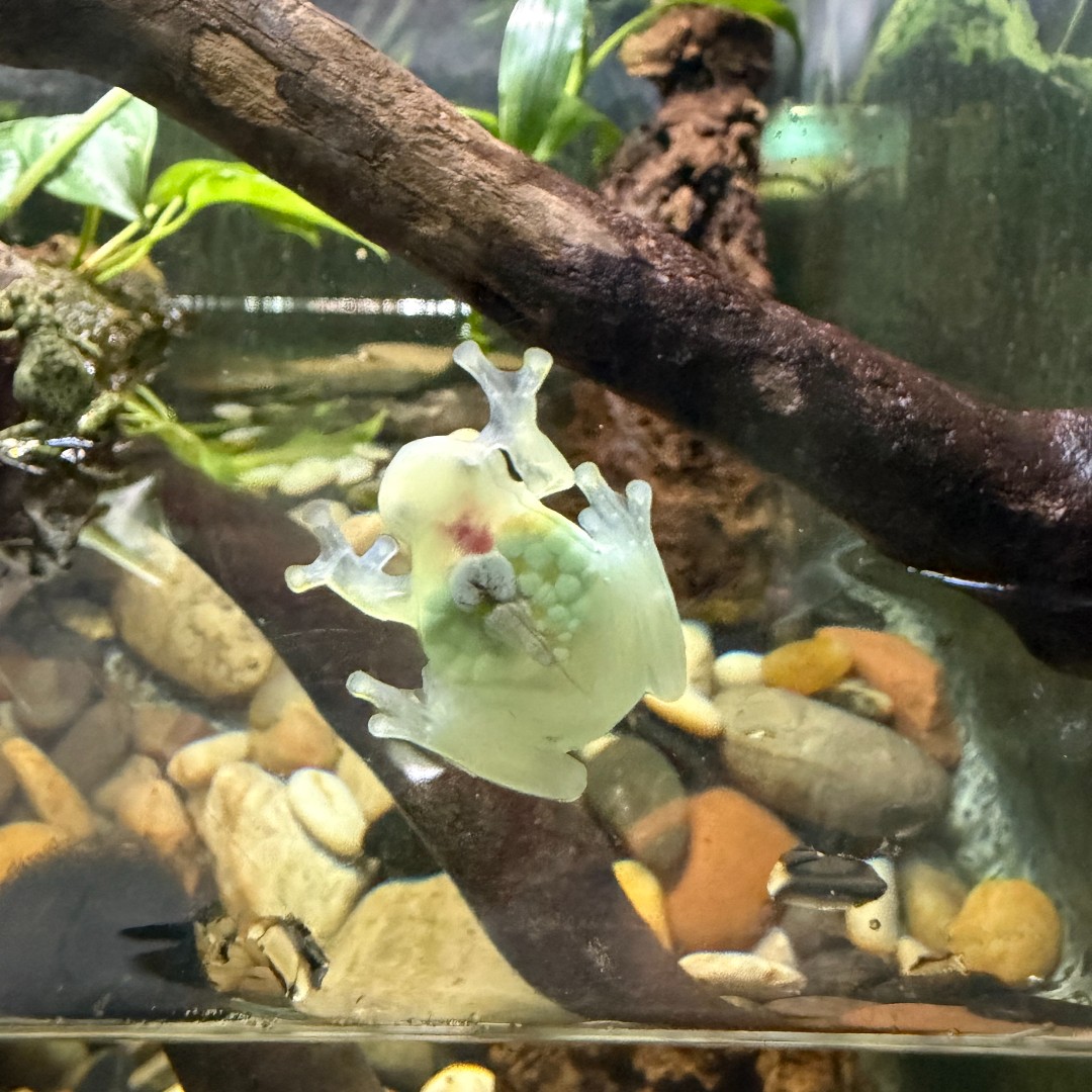 Philly Zoo tweet media