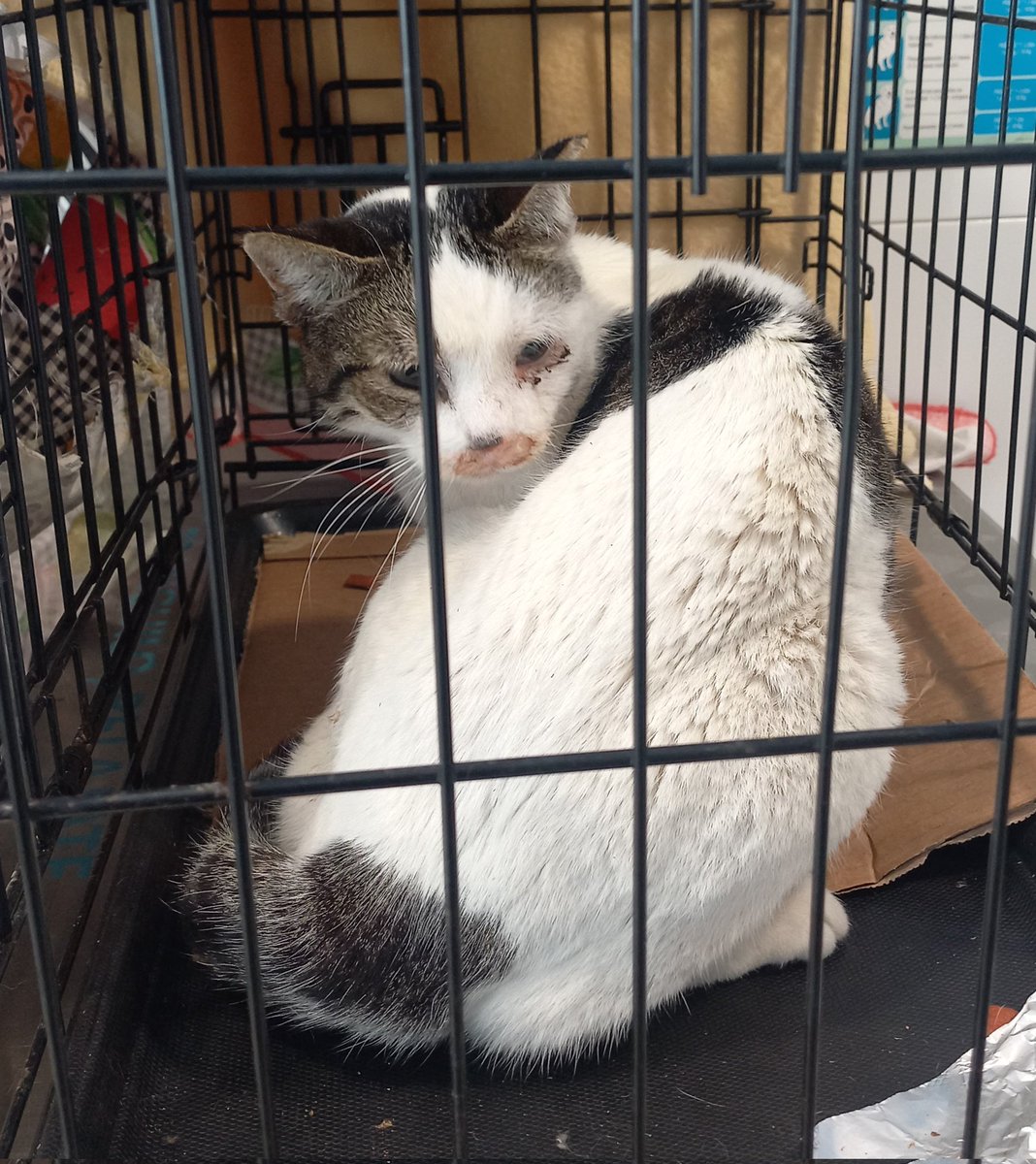 Associació Animalista d'Alòs de Balaguer tweet media