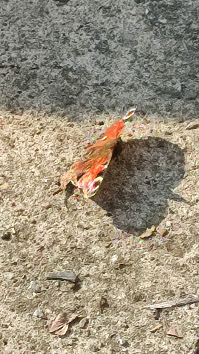 Brian E.Carruthers tweet media