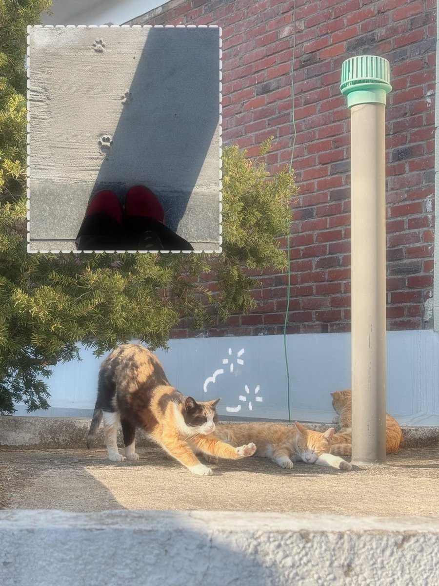 챠항ミ✭ tweet media