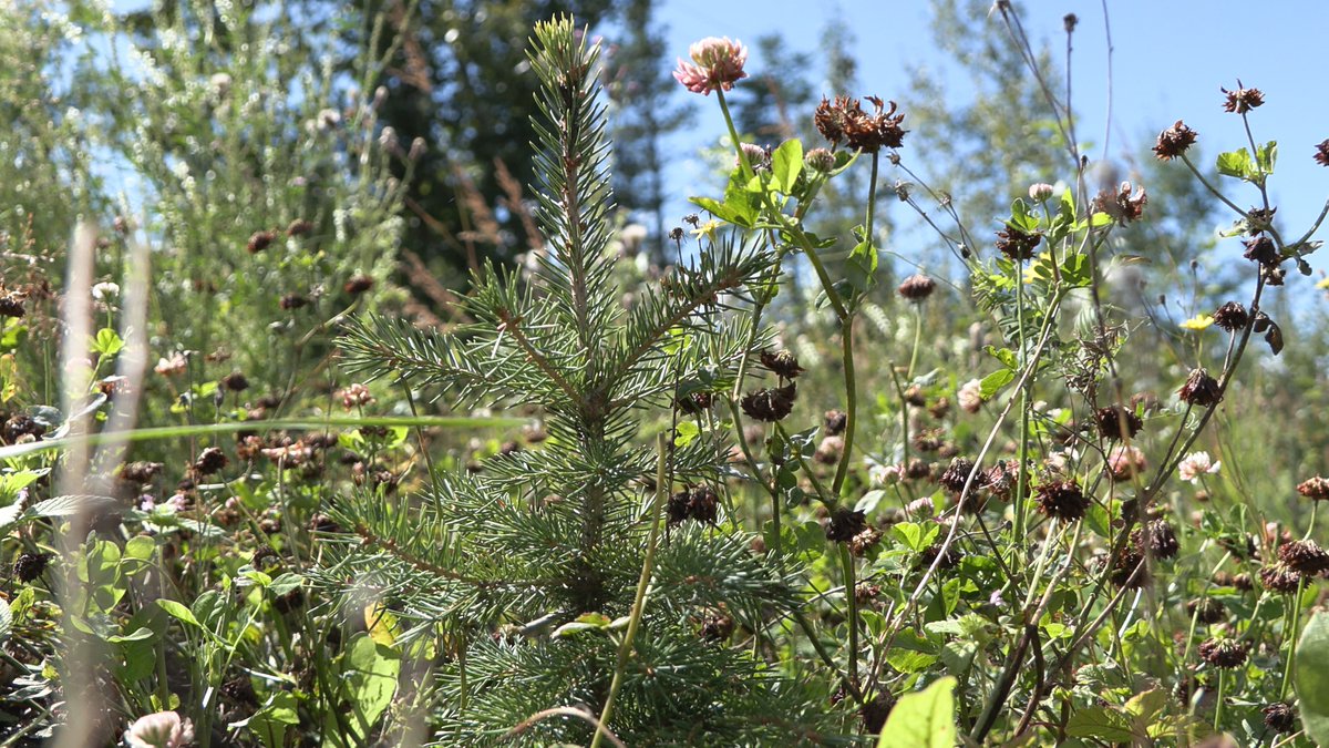 Alberta Wildfire tweet media