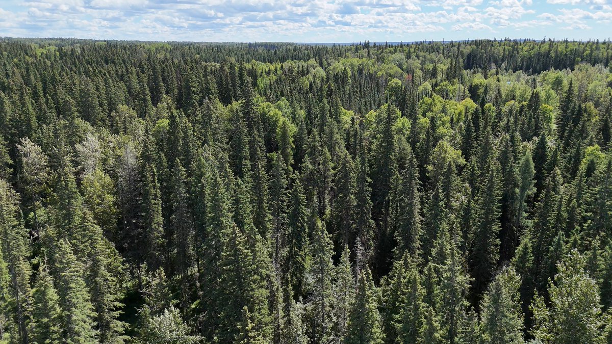 Alberta Wildfire tweet media