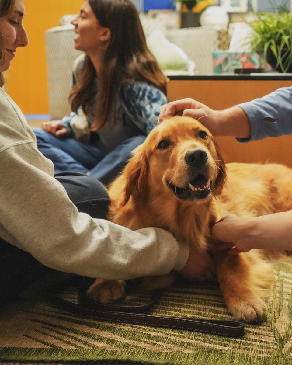 EducationQuest's tweet image. No, this is not a drill... therapy dogs during finals are a real thing. 🐶

Find out what other mental health support is on campus  👉 eqf.org/3Pcta1g

#CollegeLife #StudentSupport #MentalHealth