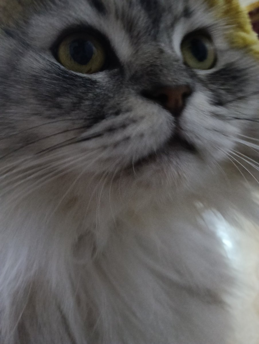 Gogopawra🐾💛 🇵🇸 tweet media