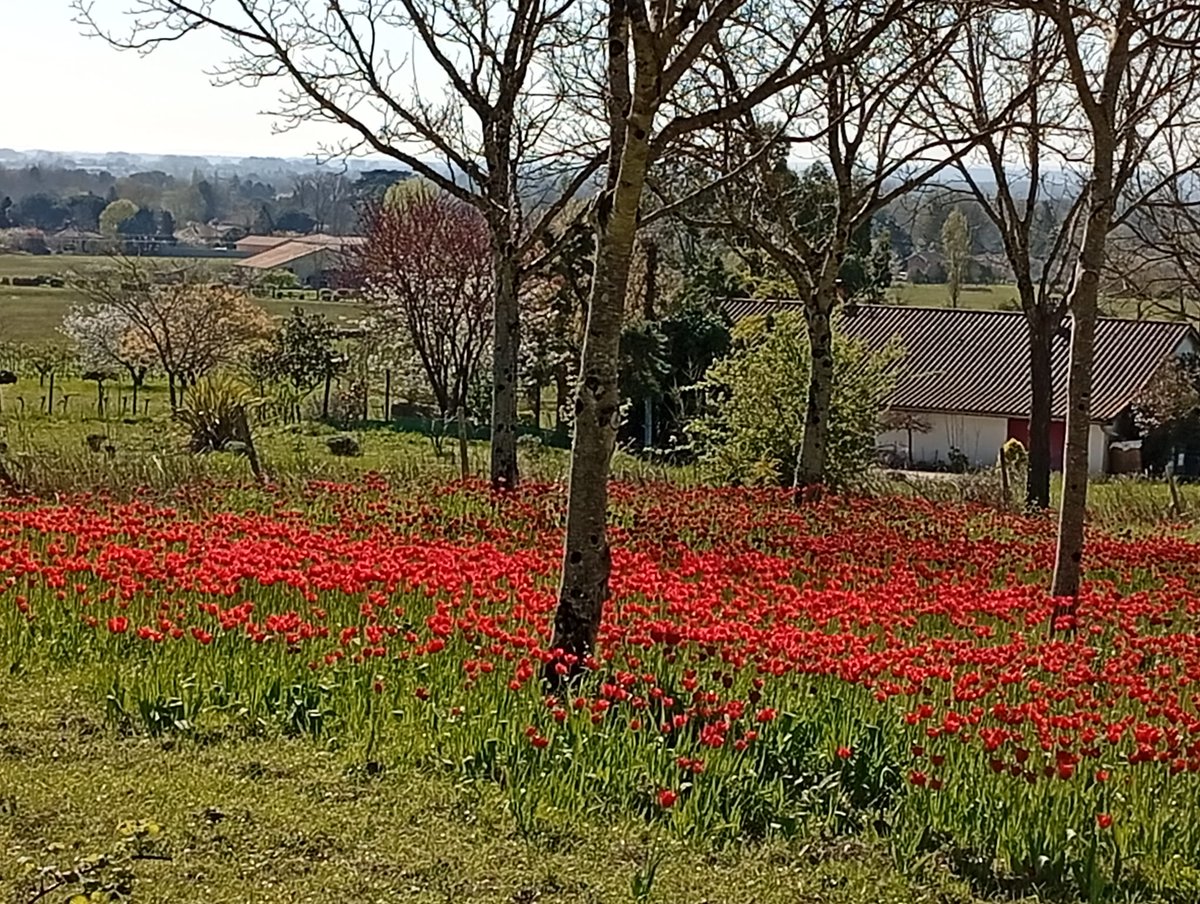 Geneviève Poissonnet tweet media