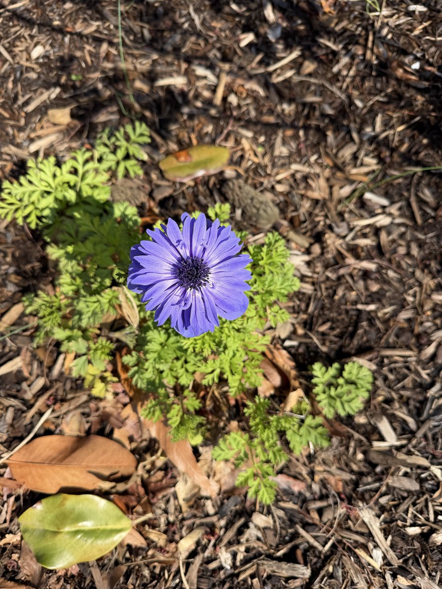 Harmeet K. Dhillon tweet media