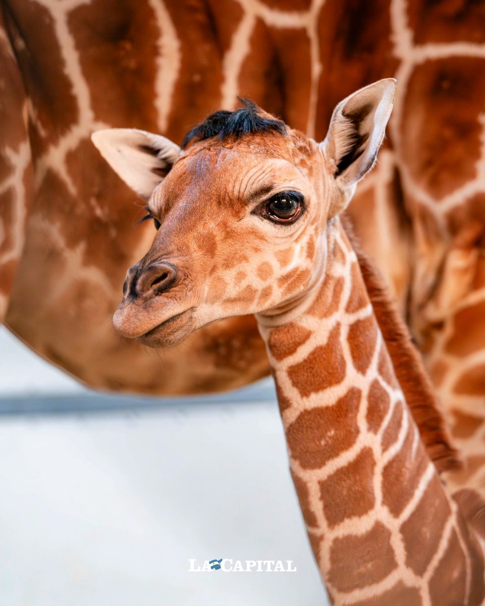 Diario La Capital tweet media