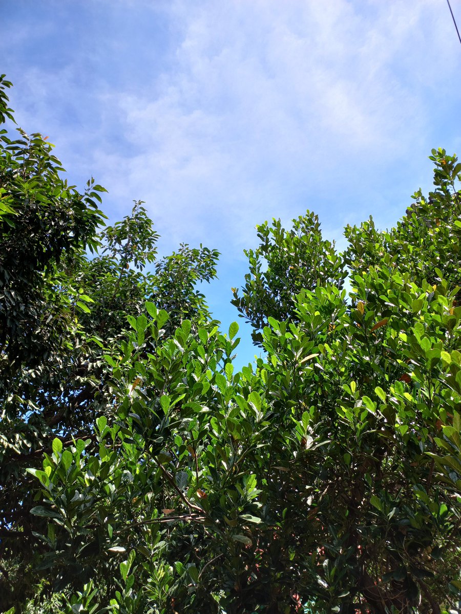 doom machalé tweet media