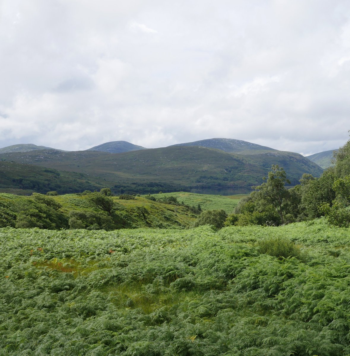 Ireland's Trees & Mythology tweet media