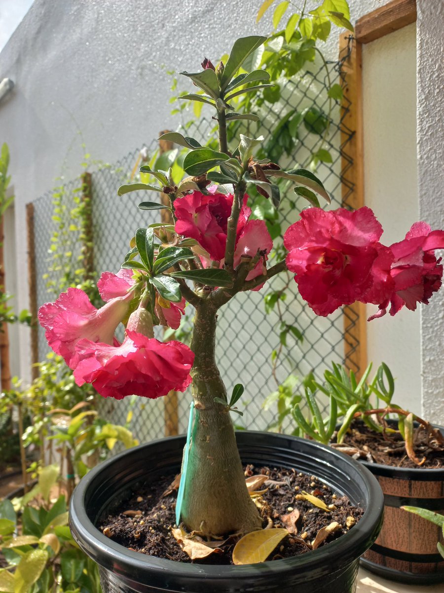 فلاسية 🇦🇪( هاوية للزراعة ومحبة للطبيعة)🇦🇪 tweet media