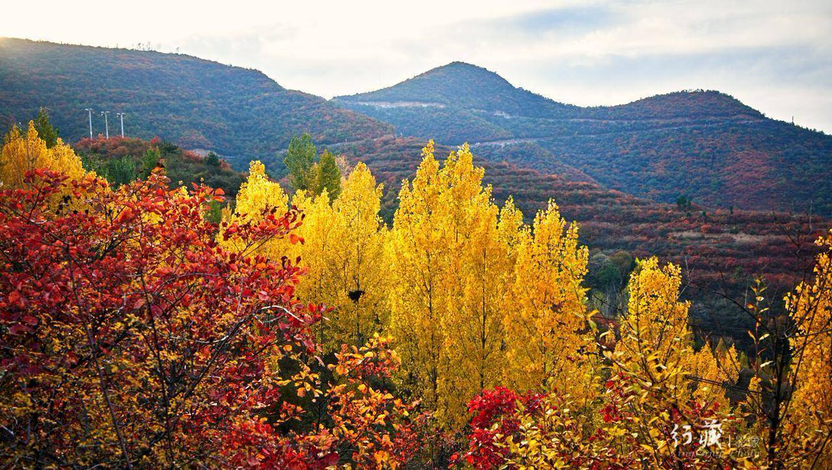 Gina Cosentino  tweet media