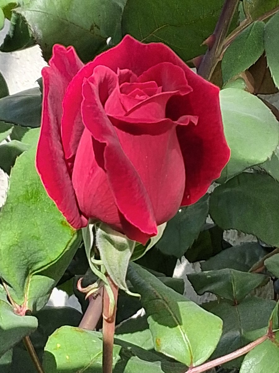 Layla Hawke, author tweet media