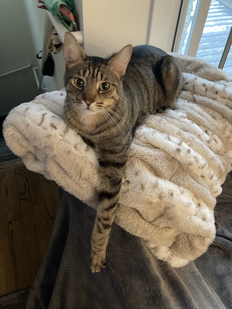 Striking a pose. Jack is available for art classes and nude photography. #Caturday