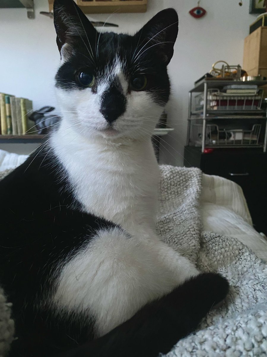 puck has decided to look even more like a cake pop than usual today