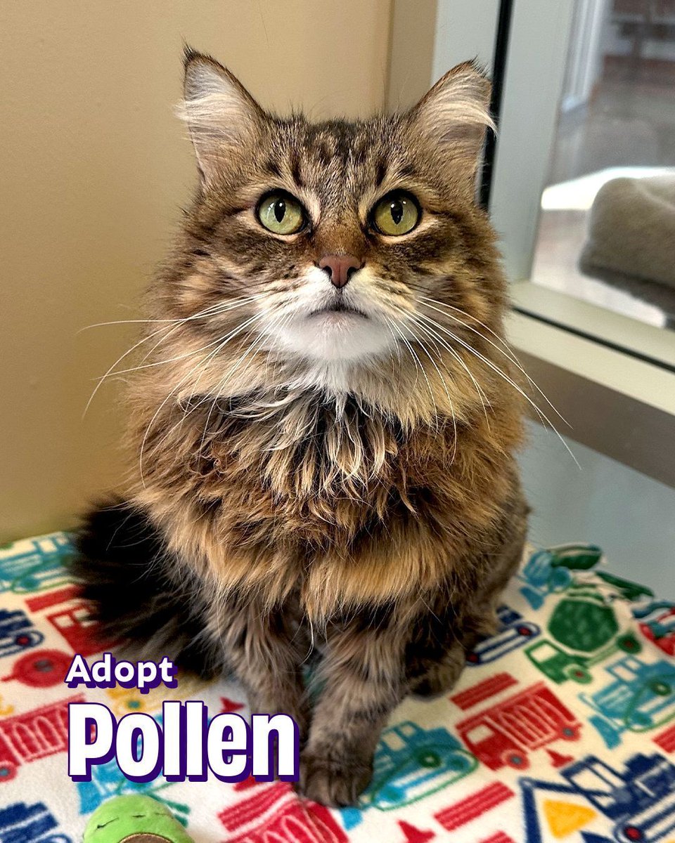 Joybound People & Pets tweet media