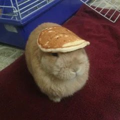 nev ⚠️ tweet media