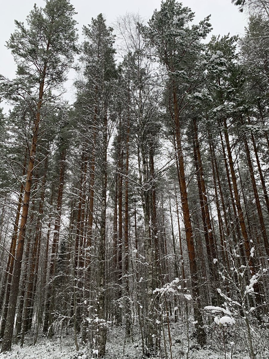 Yksi parhaita päätöksiä on ollut muuttaa keskelle metsää ja päästä välillä hoitamaankin metsää!! 

Hyvää maailman metsäpäivää!
