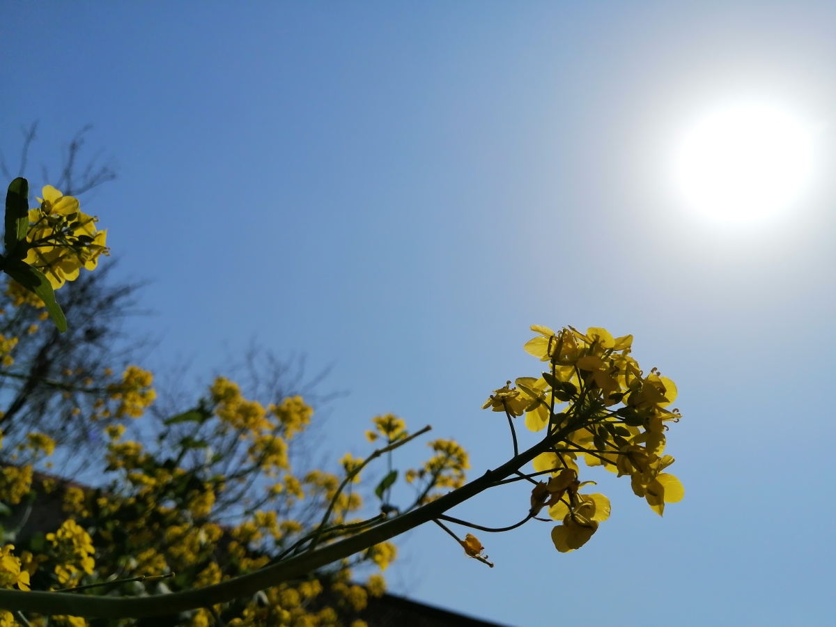 Cheynesh Kara-Sal tweet media