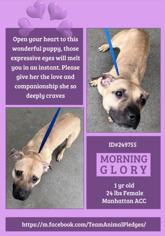 NMBewitched's tweet image. Morning Glory🌺
#NewDogontheBlock 
nycacc.app/#/browse/249755 
#AdoptMe 

This #PuppyLove is an Itty Bitty Pocket Pittie
Looking for a home w/ regular meals, plenty of stuffies, blankets &amp;amp; a comfy place on the couch. 

On walks, please take her by the flowers for sniffs. It makes