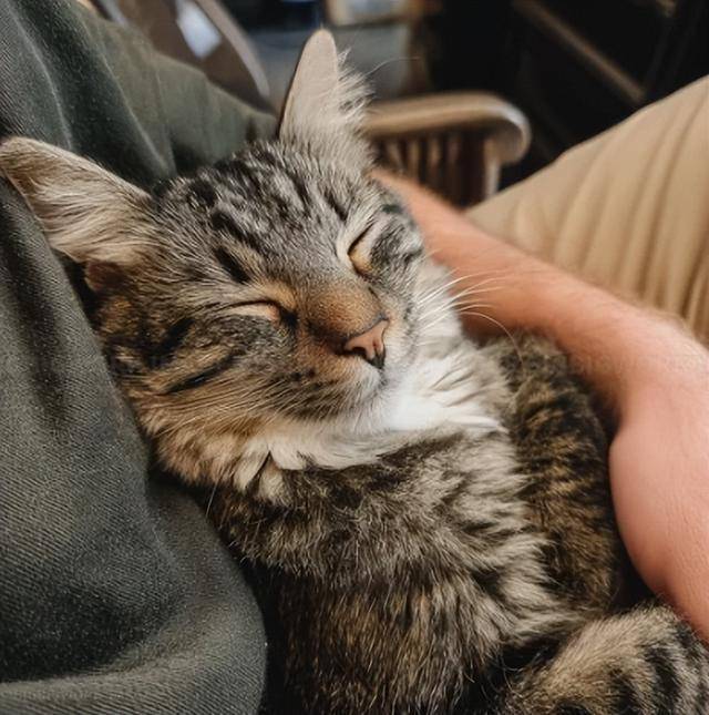 Safi Laher tweet media