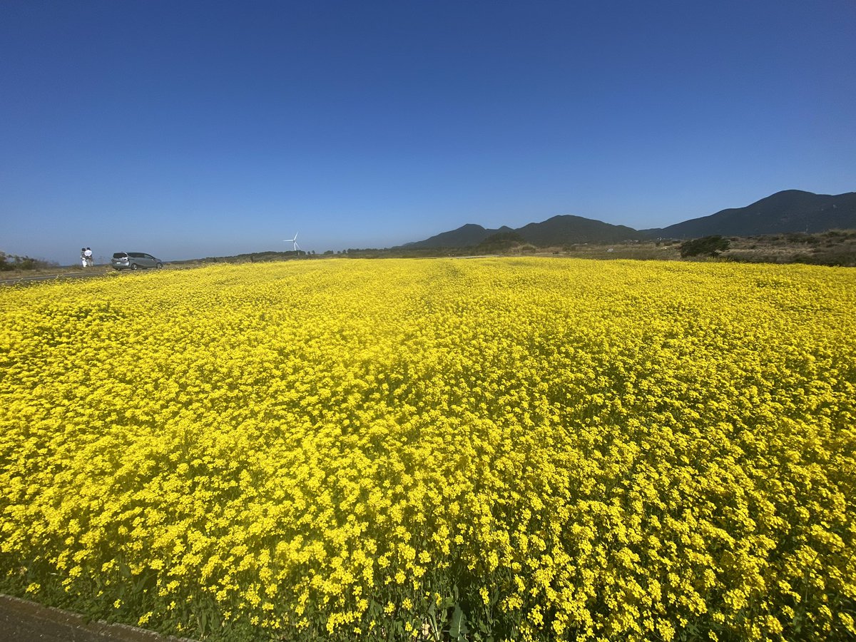 Ceui@歌えてしあわせい🌿ありがとう tweet media