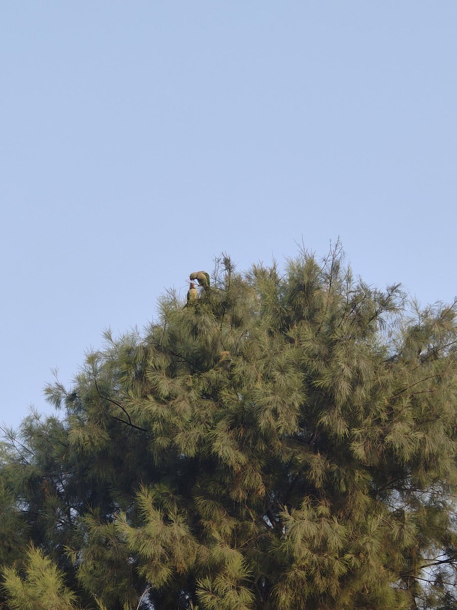 n_aficionado's tweet photo. A pair of Alexandrine Parakeet.
#NoviceBirder #Birds #Nature https://t.co/EkBco1hXwK