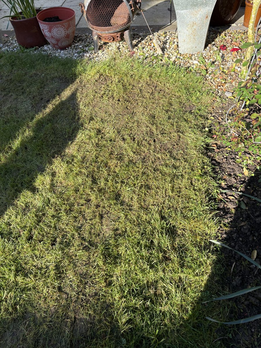 platformcontrol's tweet photo. If like me you’ve spent today scarifying and aerating then your lawn will look awful. Fear not, feed, top soil &amp; patch seeding and it’ll be green and lush in 6 weeks time. Bonus - the tulips in the front look amazing. 

Follow me for more gardening tips!

#greengrass #gardening https://t.co/hgRS7OVL8X