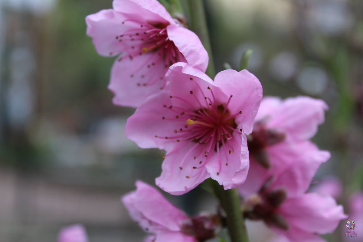 Graf von Montfort (@snow26) on Twitter photo 