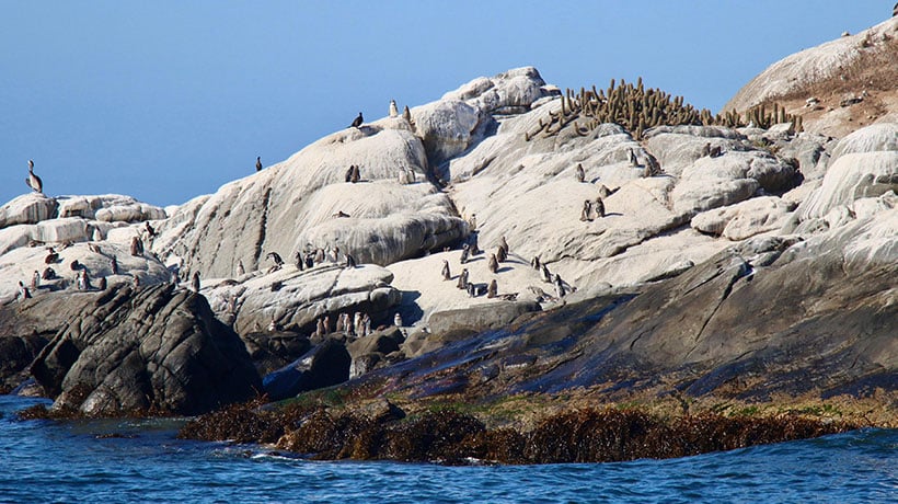 Zapallar prepara restauración ecológica para proteger al pingüino de Humboldt en la Isla Cachagua
ow.ly/h7pa50Yx9tK