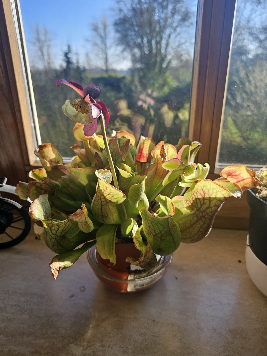 Nu 3 jaar in bezit van een mini plantje naar dit 🥳 eerste jaar dat ie bloemen heeft