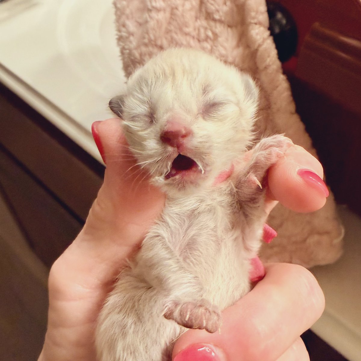 hi I’m Hank tweet media