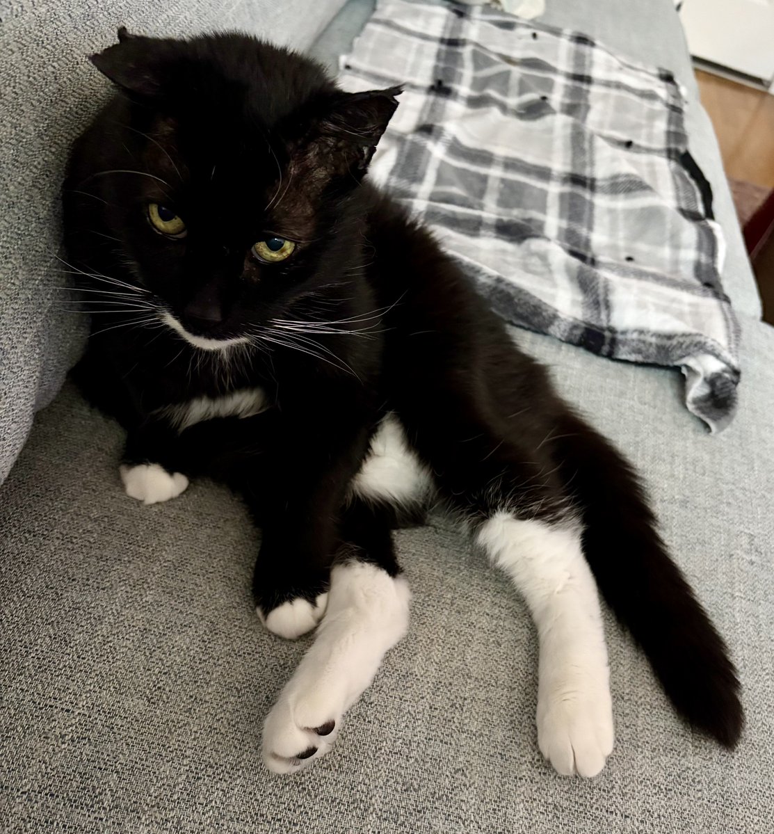 BostonChrissie24 tweet media