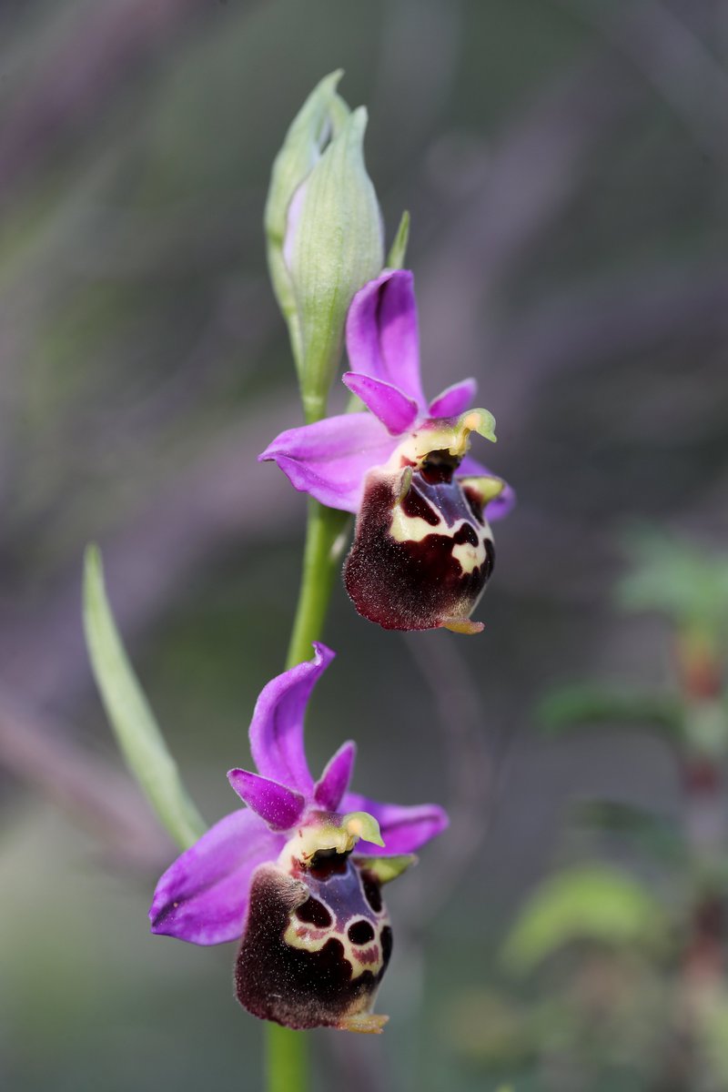 Mariposa Nature Tours tweet media