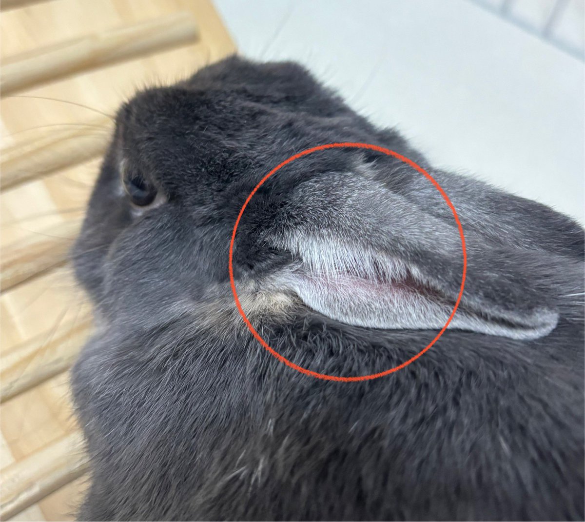 HACHIWARE tweet media