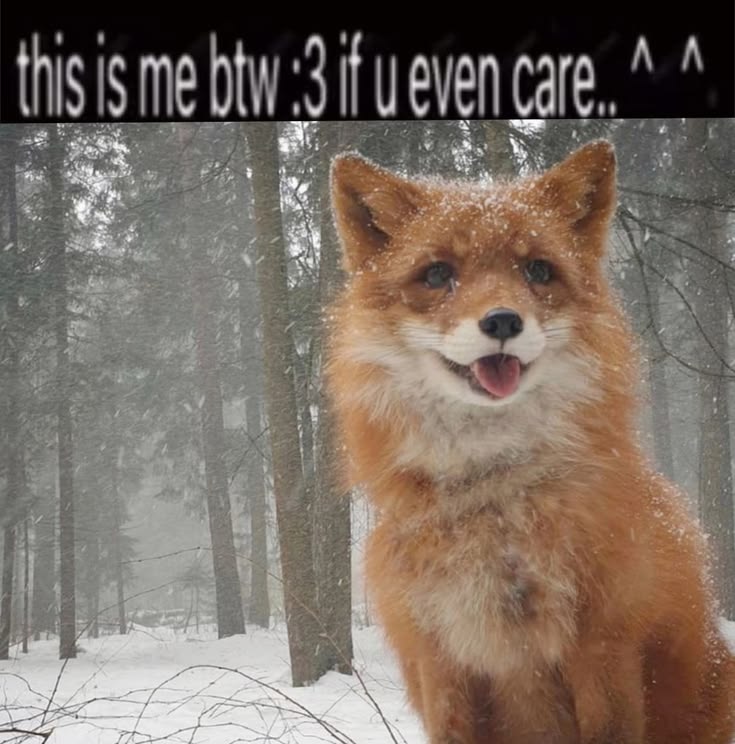 Cometa ✨ tweet media