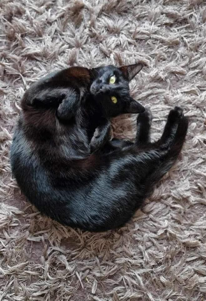 Karen Hall tweet media